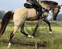 trained-tennessee-walking-horse