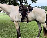 western-pleasure-tennessee-walking-horse