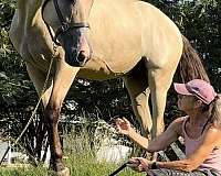 western-riding-tennessee-walking-horse