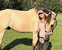 buckskin-tennessee-walking-gelding