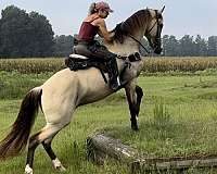 buckskin-athletic-horse