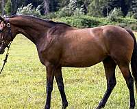 kwpn-thoroughbred-filly