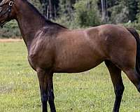 dutch-warmblood-filly