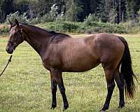 dutch-warmblood-horse-for-sale