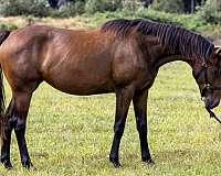 dutch-warmblood-horse