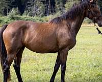 dutch-warmblood