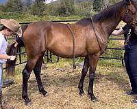 cross-thoroughbred-horse