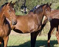 harness-thoroughbred-horse