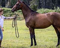 dressage-thoroughbred-horse