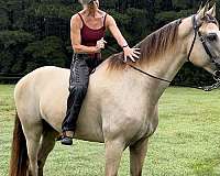 family-horse-tennessee-walking