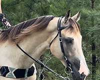 gaited-horse-tennessee-walking