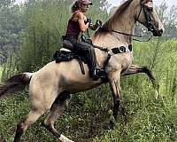 gentle-horse-tennessee-walking