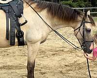 western-horse-tennessee-walking