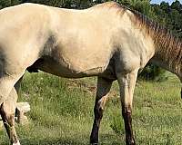 western-dressage-horse-tennessee-walking