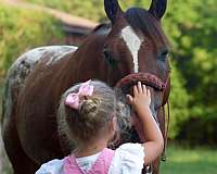 family-horse-poa