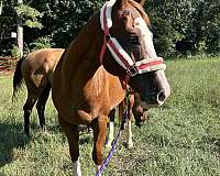 all-around-gelding