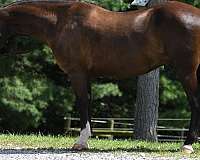 slbr-dressage-horse