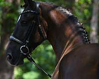 slbr-harness-horse