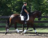 slbr-hunter-under-saddle-horse