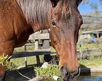 white-hairs-on-forehe-horse