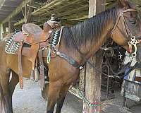 bay-roan-white-hair-at-root-of-tail-horse