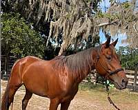 bay-roan-left-hind-pastern-white-horse