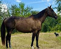 athletic-quarter-horse