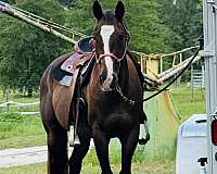 barrel-racing-quarter-horse