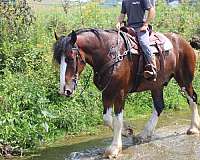 kid-safe-clydesdale-horse