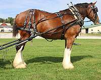 driving-clydesdale-horse