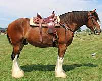 all-around-clydesdale-horse