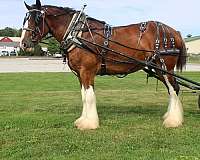 parade-clydesdale-horse