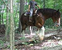 all-around-clydesdale-horse