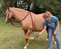 bridle-mustang-horse