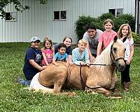 beginner-missouri-fox-trotter-horse