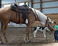 field-hunter-missouri-fox-trotter-horse