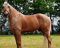 field-trial-missouri-fox-trotter-horse