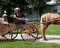 flashy-missouri-fox-trotter-horse