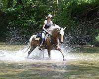 gaited-missouri-fox-trotter-horse