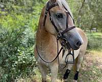 barrel-racing-haflinger-horse