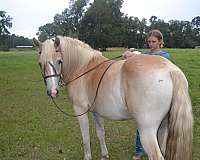 dressage-haflinger-horse