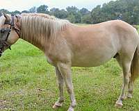 english-pleasure-haflinger-horse