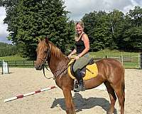 beginner-safe-quarter-horse