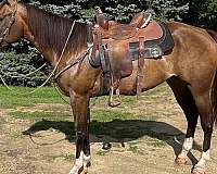 way-out-west-quarter-horse