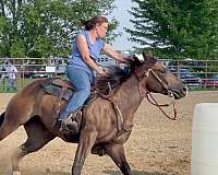 way-out-west-gelding