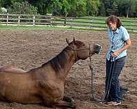 aqha-quarter-horse