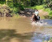 barrel-quarter-horse