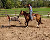 barrel-horses-quarter