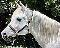 arabian-horse