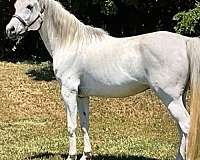 trail-arabian-horse